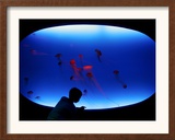 A Visitor Looks at the Jellyfish Called Brown Sea Nettle