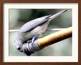 A Thirsty Tufted Titmouse Takes Advantage of a Dripping Garden Hose for an Afternoon Drink