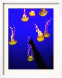A Spectator Points at At Sea Nettles, Jelly Fish at the Monterey Bay Aquarium