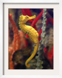 A Longsnout Seahorse Moves Gracefully Through Coral