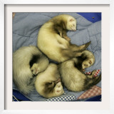 A Pack of Ferrets Clockwise from Top, Chewbacca, Hobart, Dixie B, Wolfgang Amadeaus Motzart