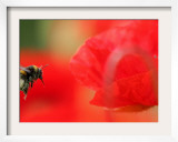 A Bumble Bee Hovers Over a Poppy Flower During a Summer Heat Wave in Santok, Poland, June 27, 2006