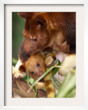 A Baby Goodfellow's Tree Kangaroo Peeks from its Mother's Pouch at the Cleveland Metroparks Zoo