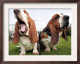 Bassethounds Pose in Dortmund, Germany