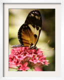 A Butterfly Rests on a Flower at the America Museum of Natural History Butterfly Conservatory