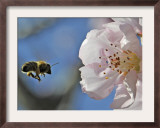 Bee Flies Towards the Blossom of an Almond Tree in a Park in Freiburg, Southern Germany