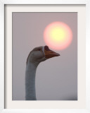 Swan as the Sun Sets Above its Head at Prey Pros Lake in Cambodia