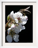 Bee and Pear Blossom, Bruchkoebel, Germany