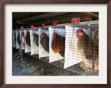 Chickens are Shown in Cages at Whiting Farms in Delta, Colorado, on Thursday, June 8, 2006