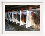 Chickens are Shown in Cages at Whiting Farms in Delta, Colorado, on Thursday, June 8, 2006