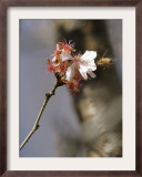 Bee Alights on a Cherry Tree at the Brooklyn Botanic Garden in New York