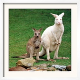 Mulali, Right, a Two-Year-Old Albino Grey Kangeroo Stands Next to Her Joey