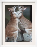 These Two Kangaroos Frolic in the Cold at Munich's Zoological Garden Hellabrunn