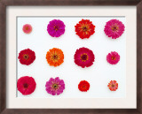 Pinks and Reds on White, Zinnia Family