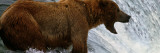 Brown Bear At Top of Waterfall, Mouth Open To Catch Fish, Katmai National Park, Alaska