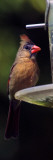 Female Northern Cardinal (Cardinalis Cardinalis) on Bird Feeder