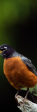 American Robin (Turdus Migratorius) on Perch, North Carolina
