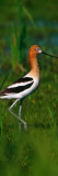 Avocet Bird, Profile, Lake Alice National Wildlife Refuge, North Dakota