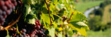 Close-Up of a Grape Vine in a Vineyard, Germany