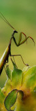 Praying Mantis Perched on Flower Blossom, Canada