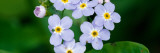 Forget-Me-Not Flowers (Myosotis Scorpioides) Blooming, New York