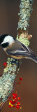 Black-Capped Chickadee Bird on Tree Branch With Berries, Michigan