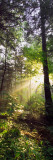Sunbeams in Dense Forest, Great Smoky Mountains National Park, Tennessee