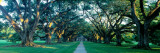 Oak Alley Plantation, New Orleans Wall Decal