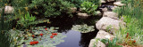 Buy Water Lilies in a Pond, Sunken Garden, Olbrich Botanical Gardens, Madison, Wisconsin at AllPosters.com