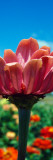 Buy Low Angle View of Zinnia Flower (Zinnia Elegans) Blooming at AllPosters.com