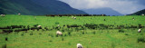 Rural Scene With Sheep Grazing, Dark Clouds, Ireland