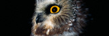 Saw-Whet Owl