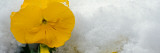 Yellow Pansy Flower Blossom in Spring Snow