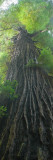 Buy Low-Angle View of Redwood Tree at AllPosters.com