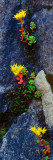 Buy Wild Stonecrop Flowers Or Sedum Blooming in Rock Crevice, Close Up, Mount Rainier National Park at AllPosters.com