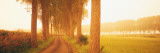 Rural Tree Lined Road, Belgium
