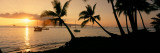 Silhouette of Palm Trees at Dusk, Lahaina, Maui
