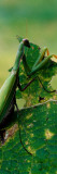 Rear View of Praying Mantis Holding Leaf, Canada