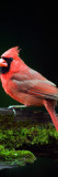 Male Northern Cardinal (Cardinalis Cardinalis) on a Mossy Log, North Carolina