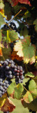 Close-Up of Grapes Hanging on a Plant in a Vineyard
