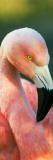 Chilean Flamingo (Phoenicopterus Chilensis)