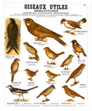 Buy Les Oiseaux Utiles at AllPosters.com