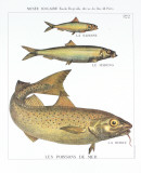 Buy Les Poissons de Mer at AllPosters.com