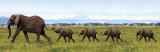Elephants-Linking Trunks