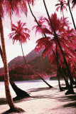 Buy Red Palm Trees-Along Beach at AllPosters.com