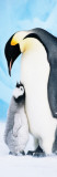 Penguins Poster