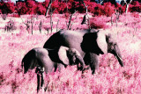 Buy Elephants-Standing at AllPosters.com