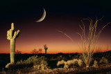 Buy Arizona-Ocotillo And Saguaro at AllPosters.com