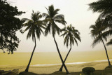 Buy China-Palm Trees Hainan Island at AllPosters.com