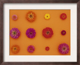 Pinks and Reds on Taffy Orange, Zinnia Family